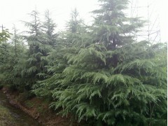 雪松 南京杨兵苗圃 南京雪松基地 1-10米雪松树价格图2