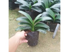 批发花卉营养钵 唐山批发营养钵_石家庄供应批发营养钵 13731536931图1