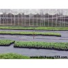 除草布无毒_抗老化_规格齐全_除草布节能园艺防草地布除草布