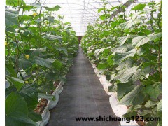 园艺防草地布_园艺防草地布价格_优质园艺防草地布批发 电议 河北嘉龙塑料制品厂图2