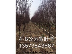 3-8公分紫叶李、紫叶李小苗、青岛御树林园艺场 价格电议图2