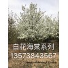 白花海棠
