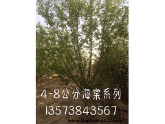 4-8公分海棠系列图1