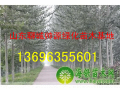 【金叶槐出售】毛白杨13696355601法桐白腊黄金槐图2