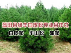 白皮松图1
