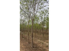 国槐价格 大型15公分国槐基地/15公分国槐送货上门图2