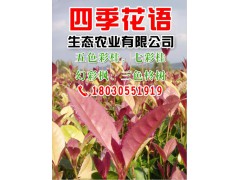 五色彩桂图1
