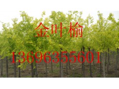 【冠县毛白杨】国槐法桐白腊13696355601椿树金叶榆图3