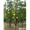 处理木瓜树4-15公分 河南木瓜树低价处理_胡延龙 15893577611