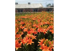 百合花种球_百合花种球价格_百合花价格_百合花批发 15164251444图1