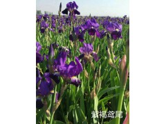 鸢尾质优价廉_承接鸢尾绿化工程_辽宁鞍山台安绿韵花木培植基地图1