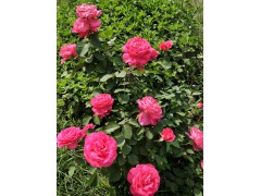 月季花图1
