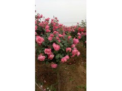 树桩月季球图2