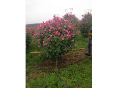 树状月季 南阳月季 高杆月季树 嫁接月季 大花月季 龙鑫苗木花卉图2