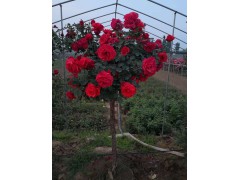 树状月季 南阳月季 高杆月季树 嫁接月季 大花月季 龙鑫苗木花卉图3
