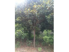 女贞树 出售丛生大叶女贞 庭院道路行道树 园林景区造景工程苗根茎健壮图2