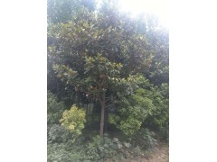 女贞树 出售丛生大叶女贞 庭院道路行道树 园林景区造景工程苗根茎健壮图3