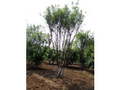 丛生元宝枫 丛生元宝枫价格_河南丛生元宝枫价格图2