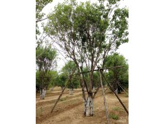 丛生元宝枫 丛生元宝枫价格_河南丛生元宝枫价格图3