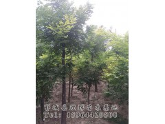 15分黄金槐价格多少元？黄金槐价格，金枝槐和黄金槐的区别，黄金槐基地图2