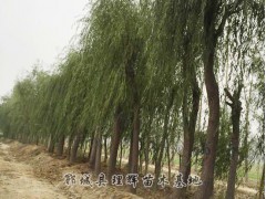 国内最大柳树基地提供的柳树价格， 柳树苗求购，柳树苗价格，柳树价格表图1