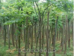 栾树，山东栾树_栾树价格，郓城县理辉苗木基地图2