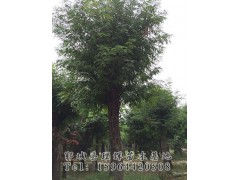 各种树苗价格-皂角树_皂角树价格_皂角树小苗-郓城县理辉苗木基地图2