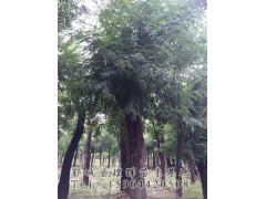 各种树苗价格-皂角树_皂角树价格_皂角树小苗-郓城县理辉苗木基地图3
