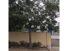 合欢树图1