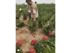 小毛球包网兜图1