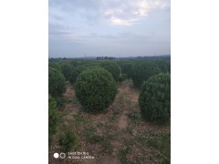 精品大叶黄杨球图1