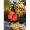 苹果盆景价格_苹果盆景价格,苹果盆景栽培技术，多彩海棠盆景繁育基地