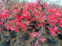 长寿果盆景 苹果苗、桃苗、梨树苗、板栗苗、柿子苗销售图2