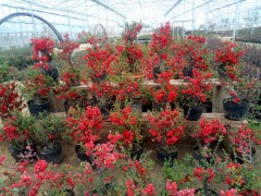 长寿果盆景 苹果苗、桃苗、梨树苗、板栗苗、柿子苗销售图3