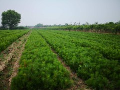 油松小苗高度80-1.3营养杯21/21到30/30数量二百万颗现货图1
