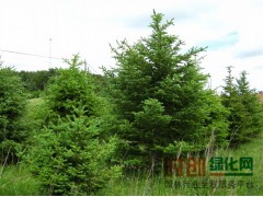 樟子松2米～3米数量五千颗，杨三油松基地 16603418888图1