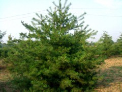 华山松1.5-2.5米。一万颗，太原华山松基地，华山松培育中心图1