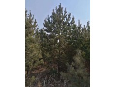 2018供应樟子松新报价,樟子松价格行情_吉林省东丰县绿野苗木基地图1