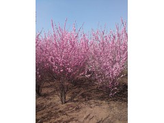 吉林优质榆叶梅基地直销，苗圃直供榆叶梅自产自销 规格齐全图1