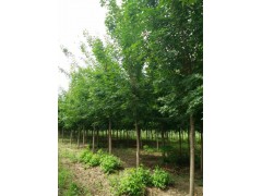 买优质五角枫就到东丰县绿野苗木基地，2018年五角枫价格走势图1