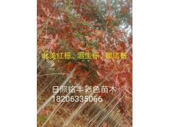 什么是欧洲红栎?欧洲红栎图片，山东欧洲红栎基地，关于欧洲红栎的价格图1