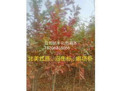 什么是欧洲红栎?欧洲红栎图片，山东欧洲红栎基地，关于欧洲红栎的价格图2