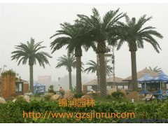 广州市锦润园林仿真大王椰树制作方法图1