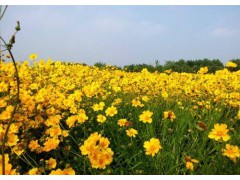 基地直销宿根观花植物金鸡菊苗植物金鸡菊苗图1