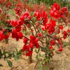 红宝石海棠苗