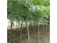 北栾苗 北栾苗价格 供应北栾苗，供应一年生北栾苗，供应北栾苗图1