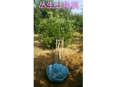 五角枫小苗 容器五角枫小苗 2018年让利促销中 从生五角枫价格表图1