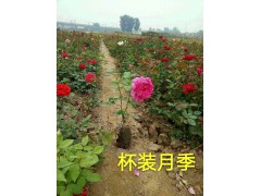 杯装盆栽月季花批发河北品种月季大花苗木供应价格13932264777图1