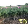 【芍药苗多少钱一颗】2018年芍药价格走势预测。芍药花苗价格