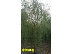 20公分垂柳价格多少钱一颗？哪位了解嫁接垂柳价格，河北省艺镨苗圃场图1